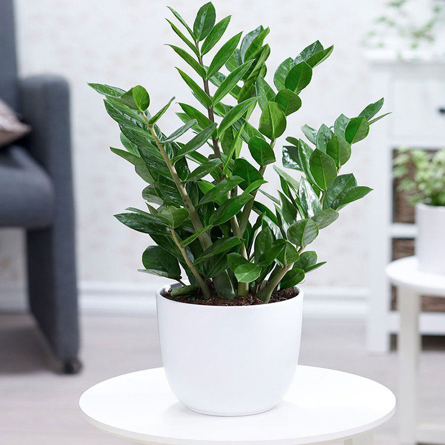 C&acirc;y kim tiền