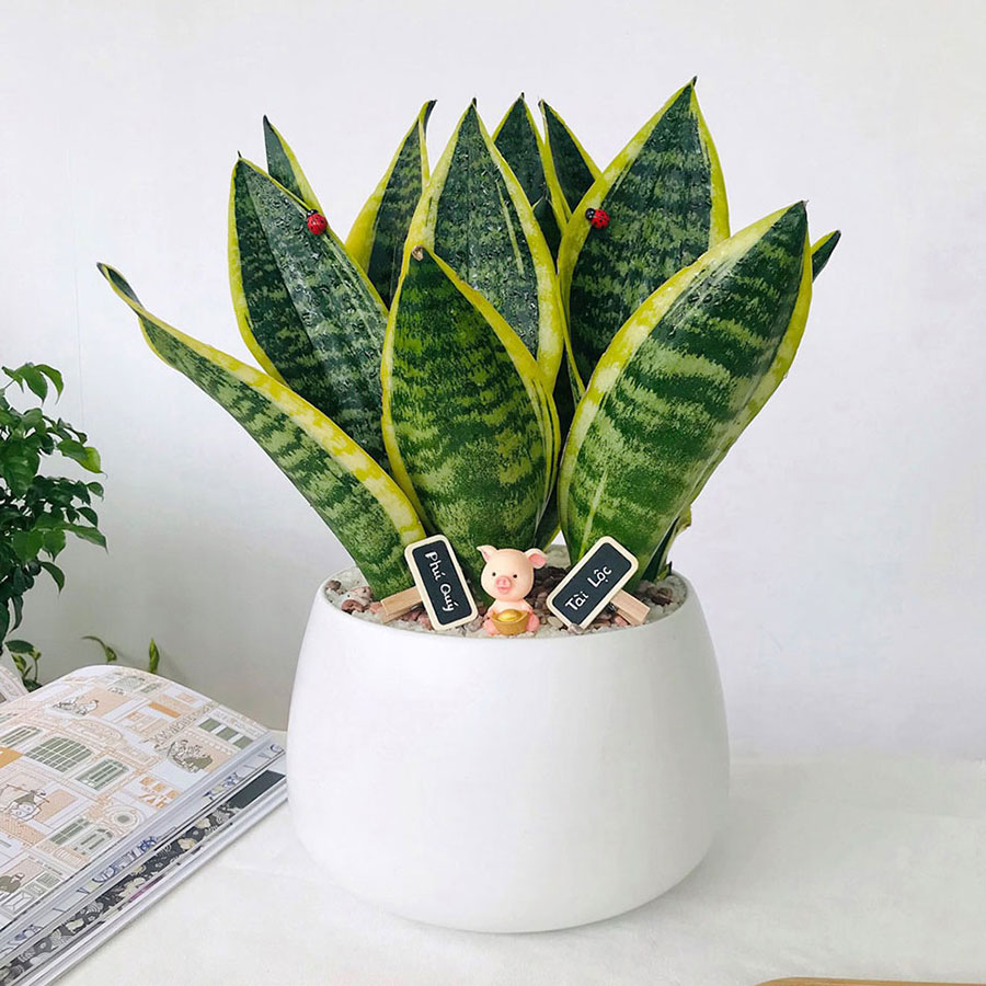 C&acirc;y lưỡi hổ