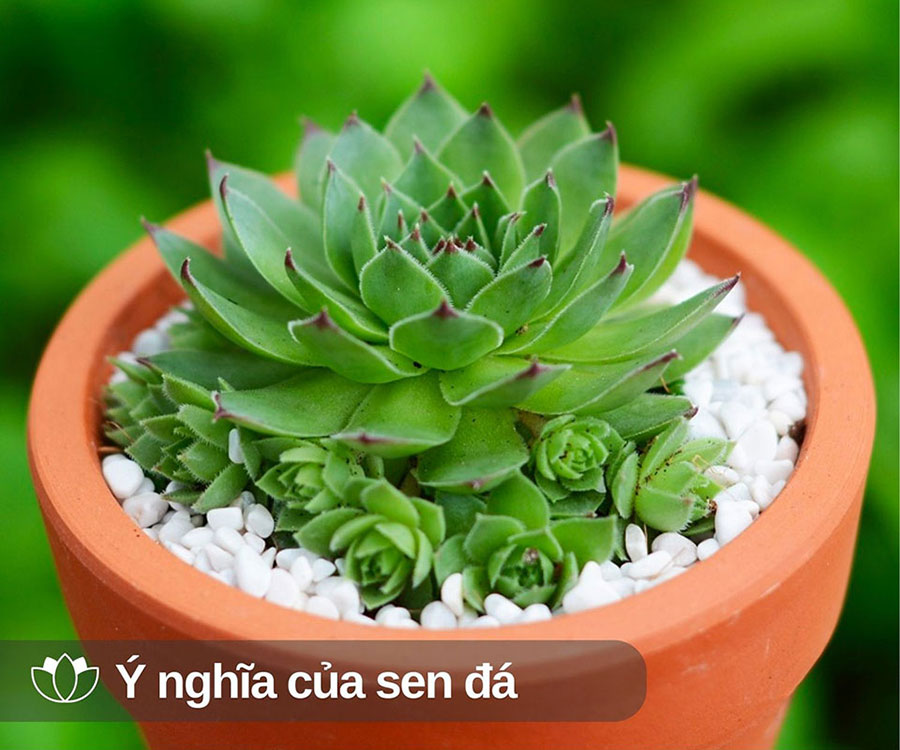 C&acirc;y sen đ&aacute;