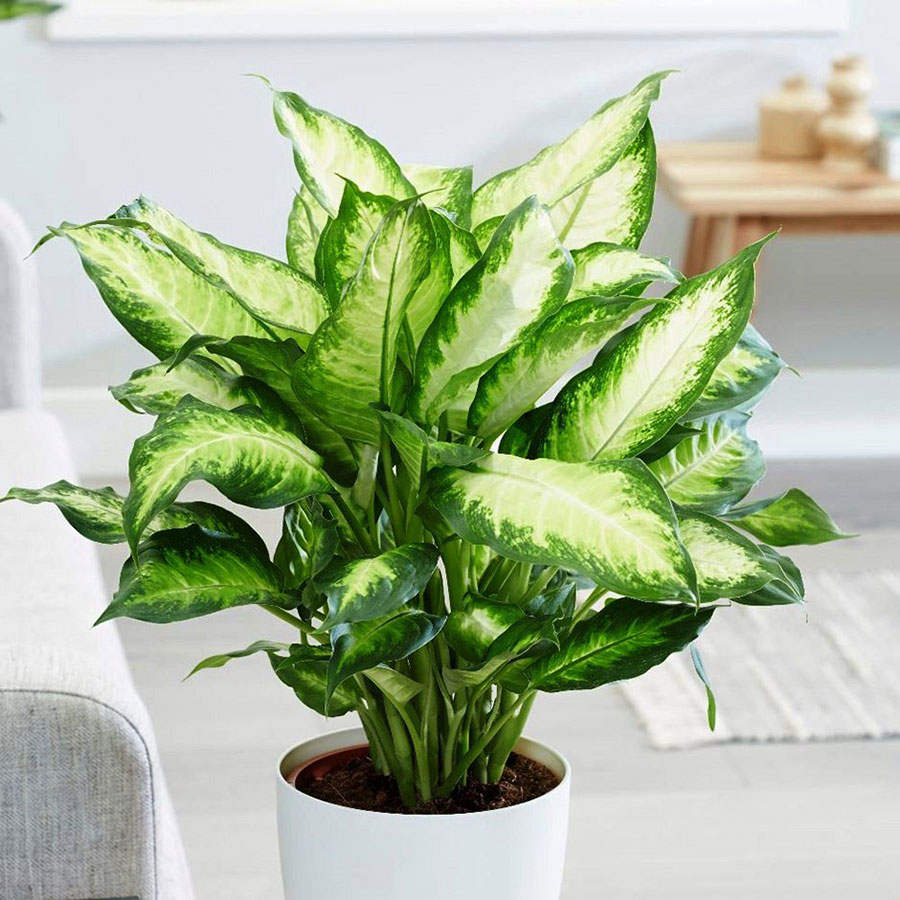 C&acirc;y vạn ni&ecirc;n thanh